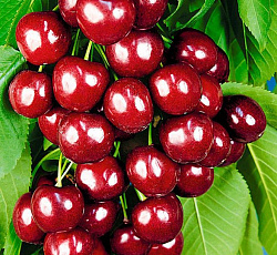 Черешня - Овстуженка