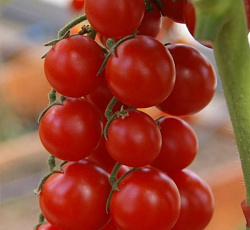 Томат Черри Люба F1