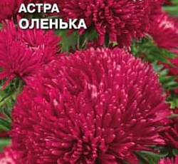 Астра Оленька (гибридная)