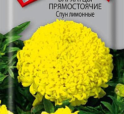 Бархатцы прямостоячие Спун лимонные