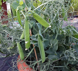 Горох Патио (лущильный)