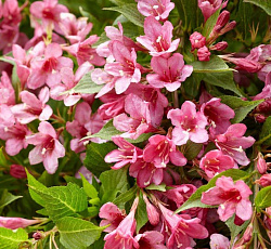 Вейгела (цветущая) (Патио)  - Пикобелла Роуз (Люкс)