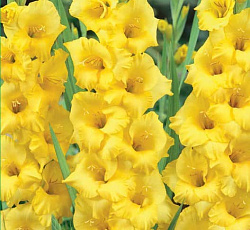 Гладиолус (крупноцветковый) - Джэксонвилл Голд