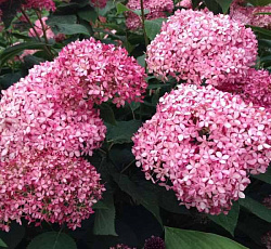 Гортензия (древовидная) - Инвинсибел (Люкс)