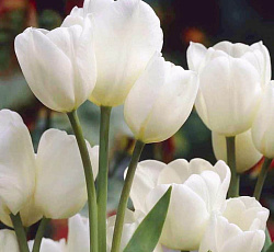 Тюльпан (Многоцветковый) - Вайсе Берлинер