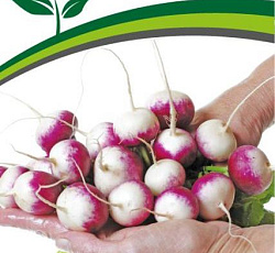 Редис Марго