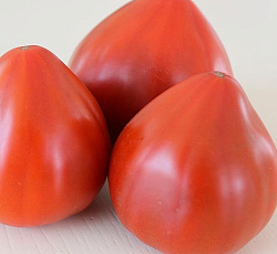 Томат Утренняя роса