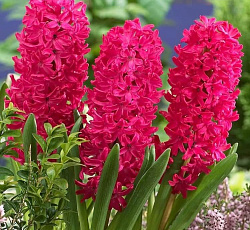 Гиацинт (садовый) - Ян Бос