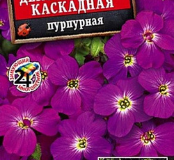 Обриета Декоративная каскадная Пурпурная