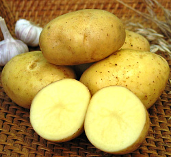 Картофель Триумф (ЭЛИТА)