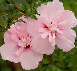 Гибискус (сирийский) - Пинк Шифон (Люкс)