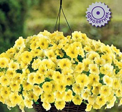 Петхоа Калибёрст Еллоу