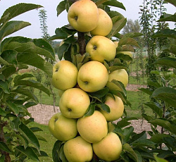 Яблоня (колонновидная) - Искорка