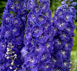 Дельфиниум (высокий) - Дельфис Пауэ (Люкс)