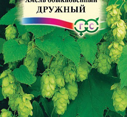 Хмель обыкновенный Дружный