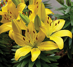 Лилия (азиатская горшечная) - Голден Матрикс