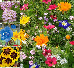 Газон цветущий "УМБРА", 120 г