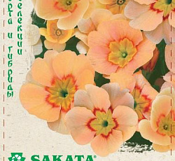 Примула Даниелла абрикосовая F1