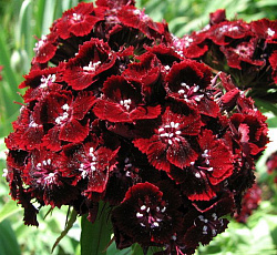 Гвоздика турецкая Черри бренди F1