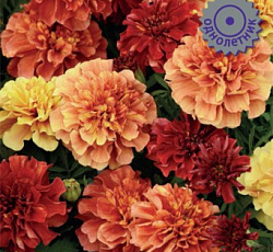 Бархатцы отклоненные Строберри Блонд