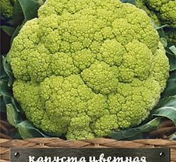 Капуста цветная Треви F1