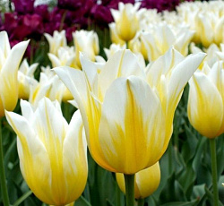 Тюльпан (Лилиецветный) - Бадлайт