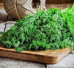Укроп Грибовский