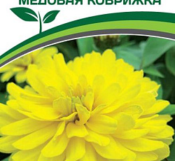 Цинния махровая "Барышня-крестьянка" Медовая Коврижка