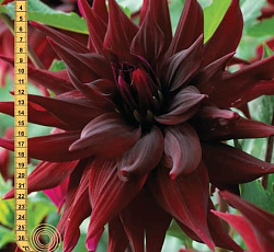 Георгина (декоративная) - Бригитта Алида