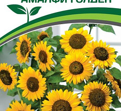 Подсолнечник Амалфи Голден F1