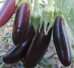 Баклажан Сибирский скороспелый 148