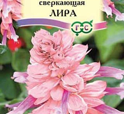 Сальвия Сверкающая Лира