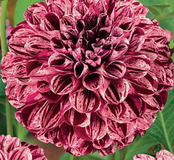 Георгина (шаровидная) - Марбл Болл