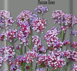 Вербена бонарская Лилак Блю