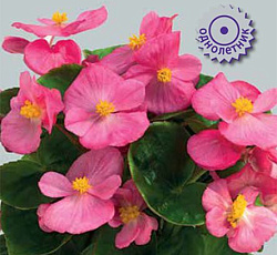 Бегония вечноцветущая зеленолистная Этерна Роуз