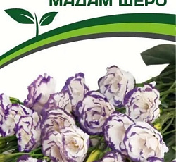 Эустома F1 срезочная махровая пикоти Мадам Шеро