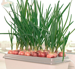 Гидропонная домашняя установка "Луковое счастье"