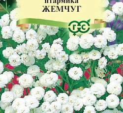 Тысячелистник птармика Жемчуг