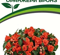 Бальзамин махровый Уоллера Оранжери Бронз F1