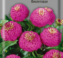Цинния лиллипут Фиолетовая