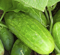 Огурец Малыш