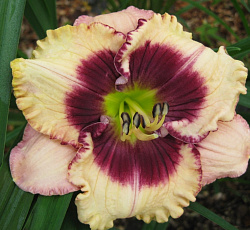 Лилейник (гибридный) - Кристал Пино