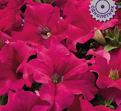 Петуния грандифлора Аладдин Розовая