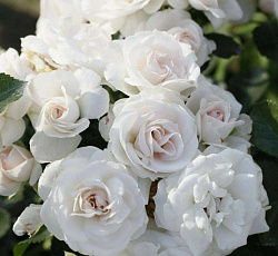 Роза (флорибунда) - Аспирин