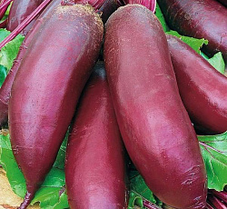 Свекла Рокет F1