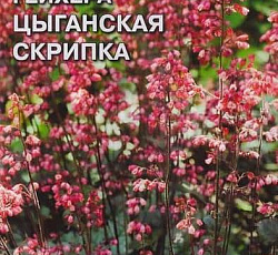 Гейхера Цыганская скрипка