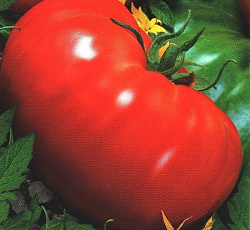 Томат Хлеб да соль