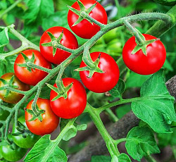 Томат Гаврош