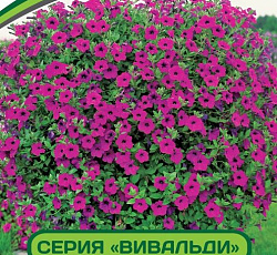Петуния Вивальди Вуаль F1 многоцветковая ампельная