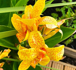 Канна (карликовая) - Хэппи Эмили (Патио)